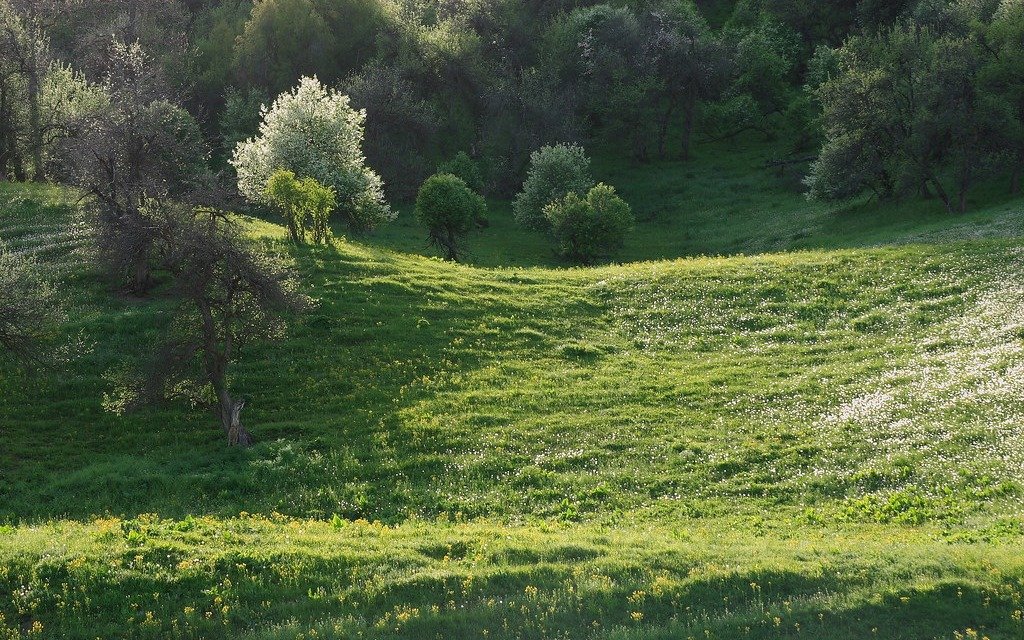 barkol