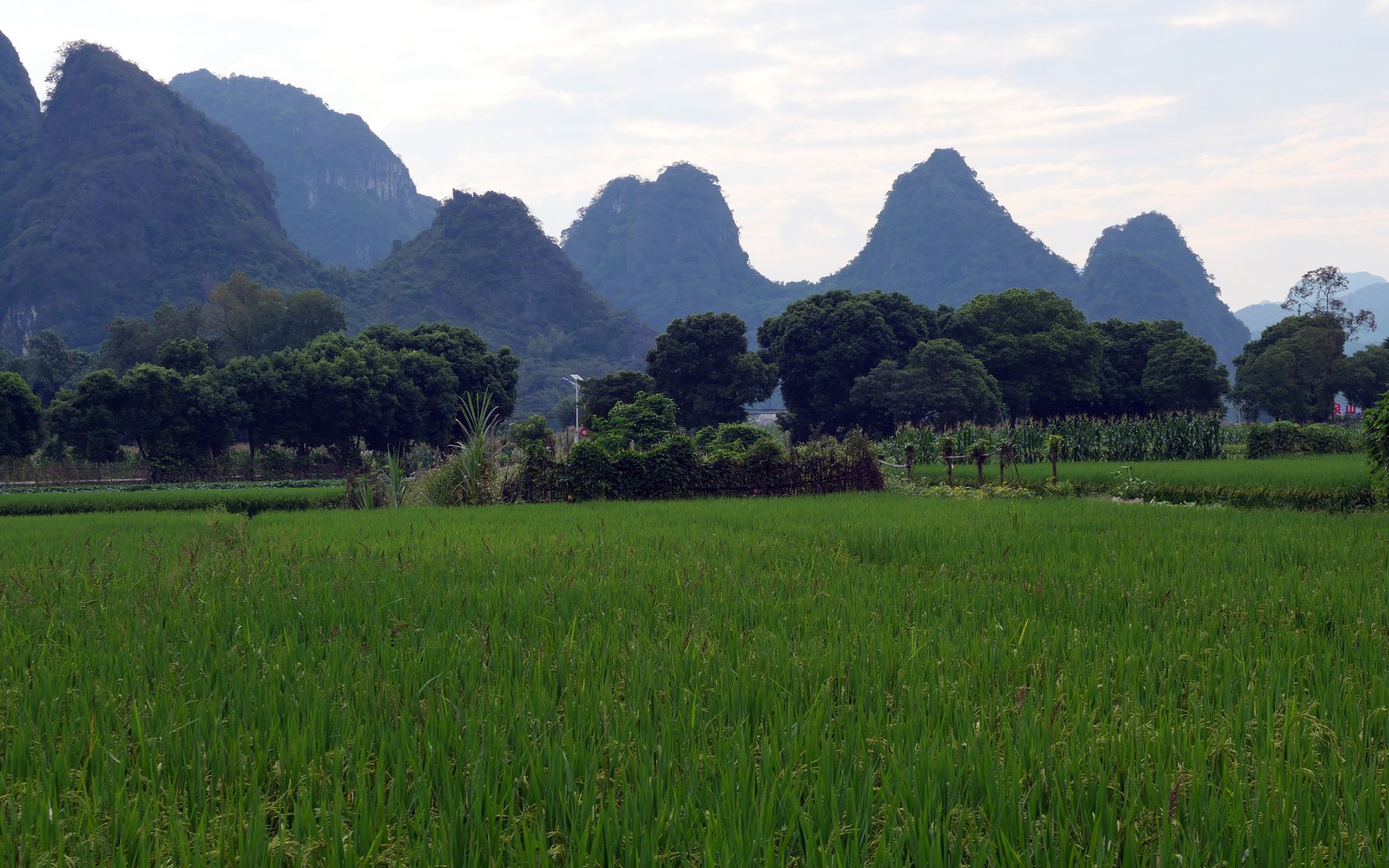 qingyuan