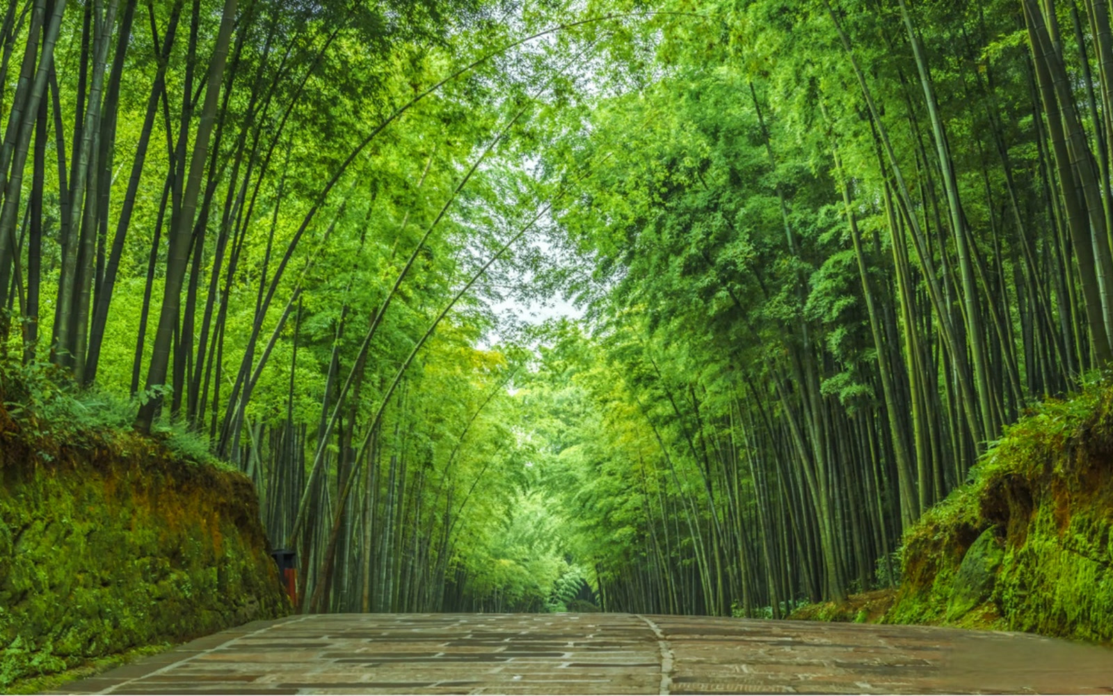 shunan bamboo sea (wanling)
