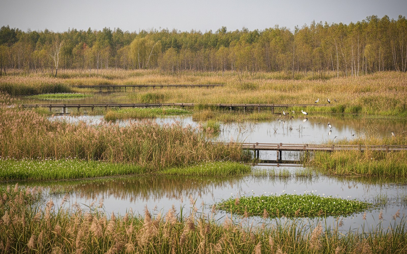 Wusong Island
