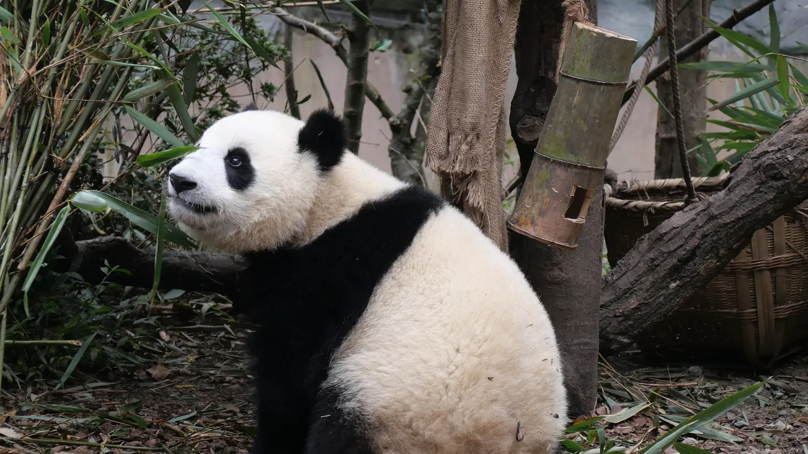 Chengdu