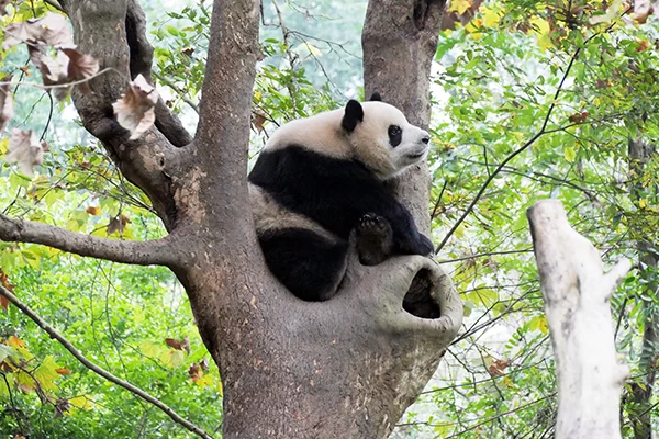 Chengdu pandas
